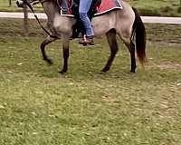 potential-paso-fino-horse