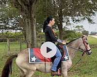 outstanding-paso-fino-horse