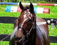 hunter-pace-thoroughbred-horse