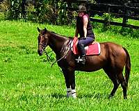 hunter-jumpers-thoroughbred-horse
