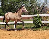 bridled-passion-farm-andalusian-horse