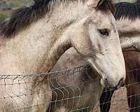 buckskin-star-socks-horse