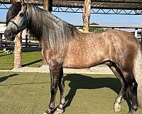 trail-rides-andalusian-horse