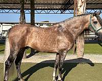 trail-rides-andalusian-horse