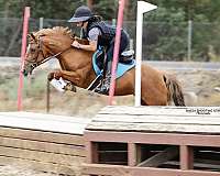 chestnut-snip-left-hind-sock-pony