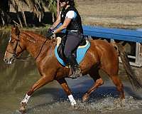 around-mustang-pony