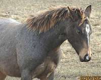 buckskin-roan-genes-horse