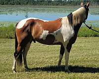 canter-paint-horse