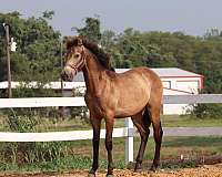 black-andalusian-azteca-horse