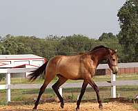 ancce-azteca-horse