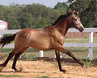 buckskins-azteca-horse