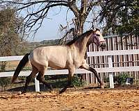 santa-andalusian-horse
