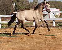 calificado-andalusian-horse