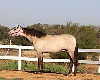 rancho-armendariz-andalusian-horse