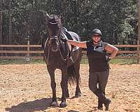 practice-friesian-horse