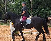 baroque-friesian-horse