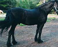 canter-friesian-horse