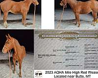 hanks-chargin-bar-quarter-horse