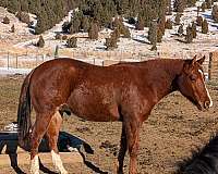 hanks-chargin-bar-quarter-horse