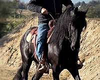 friesian-horse-for-sale