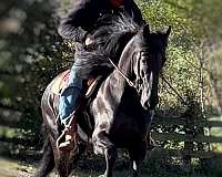 friesian-horse