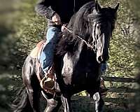 friesian