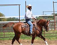 all-around-beginner-half-arabian-horse