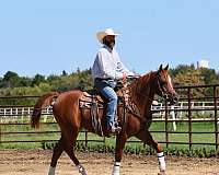 black-half-arabian-gelding