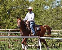 all-around-beginner-gelding