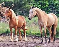 fox-hunting-gypsy-vanner-pony