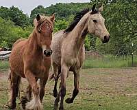 adorable-gypsy-vanner-pony