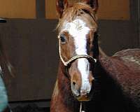 just-weaned-horse