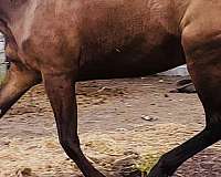 adult-holsteiner-horse