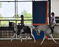 texas-half-arabian-horse