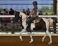 tobiano-half-arabian-horse
