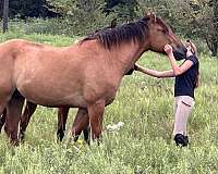cow-bred-gypsy-vanner-horse