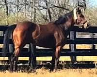 ottbs-for-sale-thoroughbred-horse