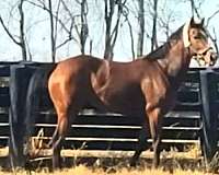 eventing-horses-for-sale-thoroughbred