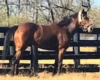 thoroughbred-sport-horses