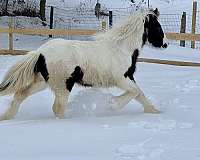 black-white-colt-mare