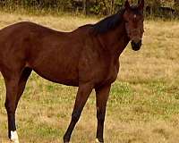 ottbs-for-sale-thoroughbred-horse