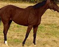 thoroughbred-sport-horses