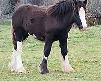 3-white-stockings-blagdon-belly-horse