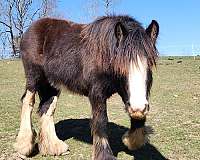 black-3-white-stockings-blagdon-belly-horse