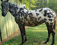black-white-leopard-appaloosa-horse