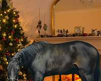 christmas-thoroughbred-horse