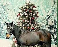black-thoroughbred-horse