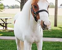 youth-miniature-horse