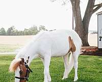 adults-miniature-horse