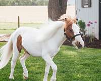 check-him-out-miniature-horse